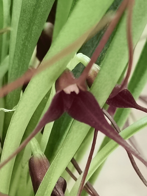 Masdevallia herradurae