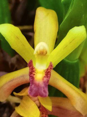 Maxillaria rufescens