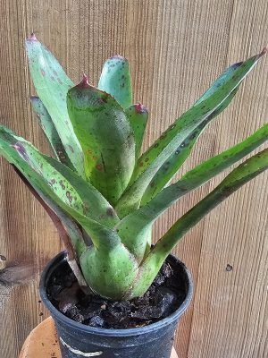 Neoregelia Olens 696