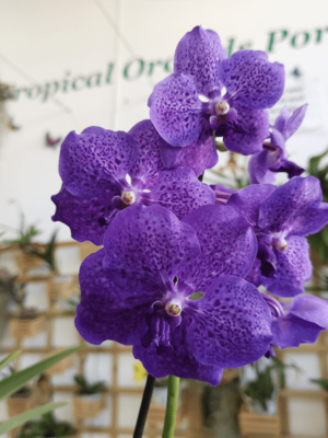Vanda Nitaya® Vivid Violet dans un vase en argile