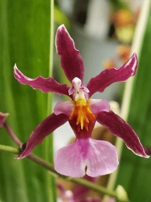 Oncidium Kathrin Zoch ‘Variegata’