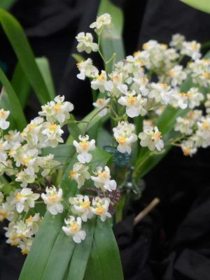Oncidium Tiny Twinkle 'Jasmim'