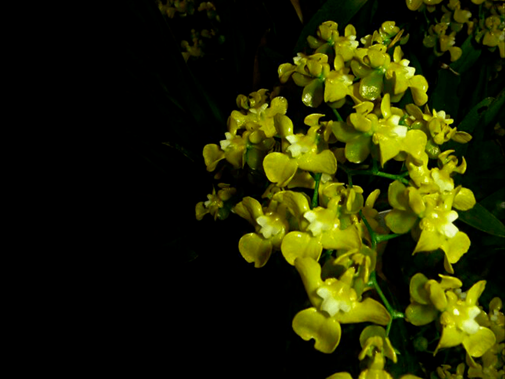 Oncidium-cheirophorum-01-1-1
