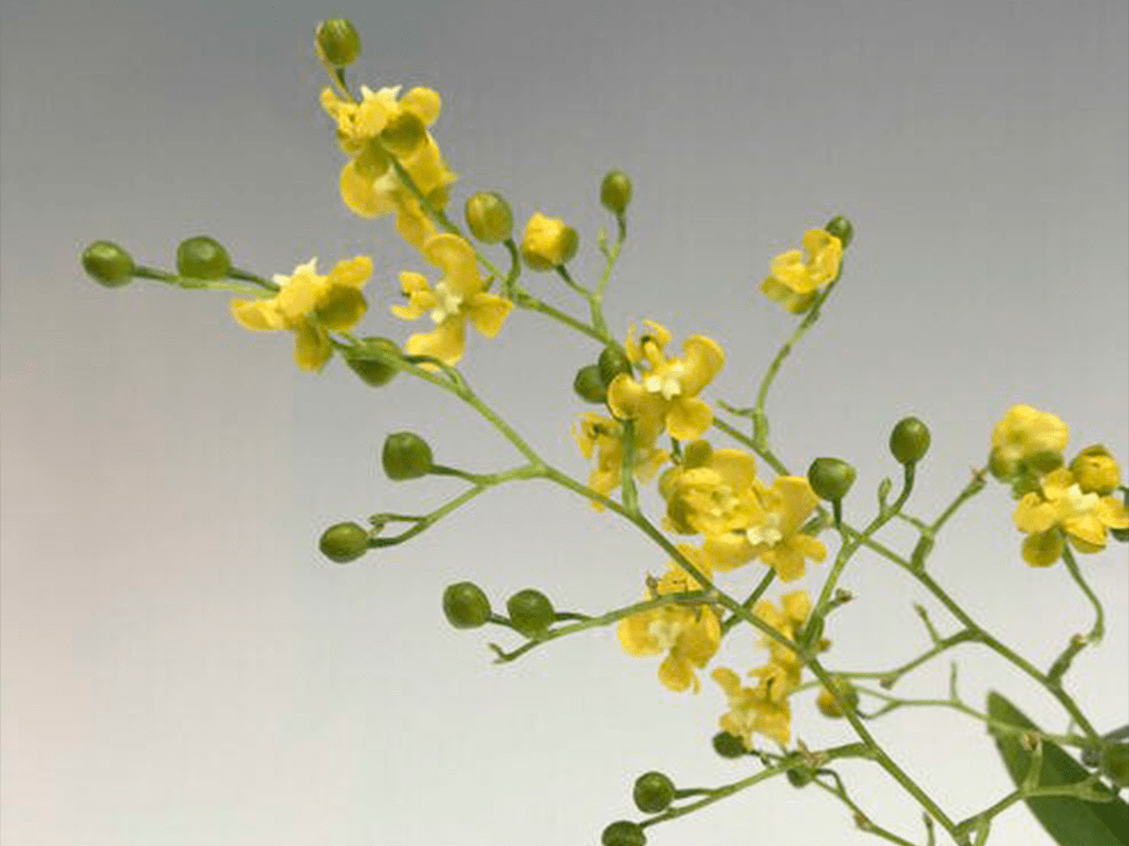 Oncidium-cheirophorum-02-1-1