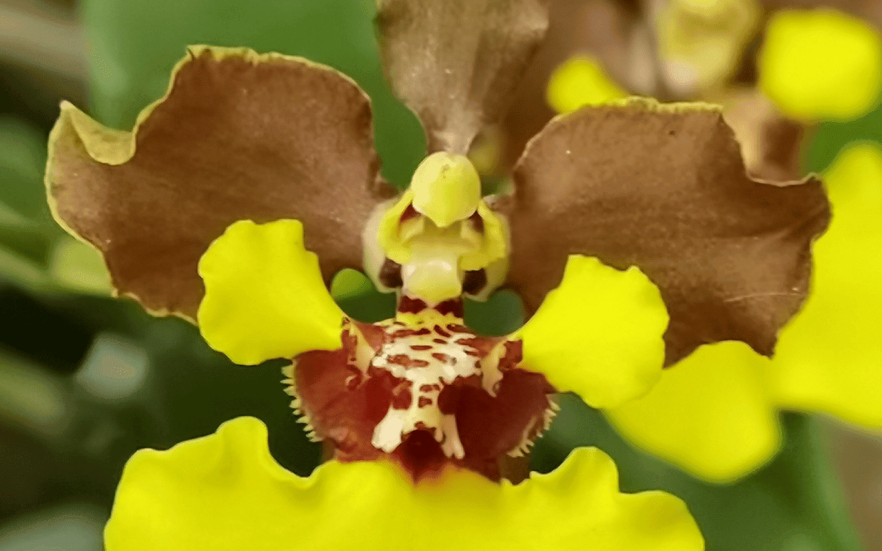 Oncidium croesus - Image 2