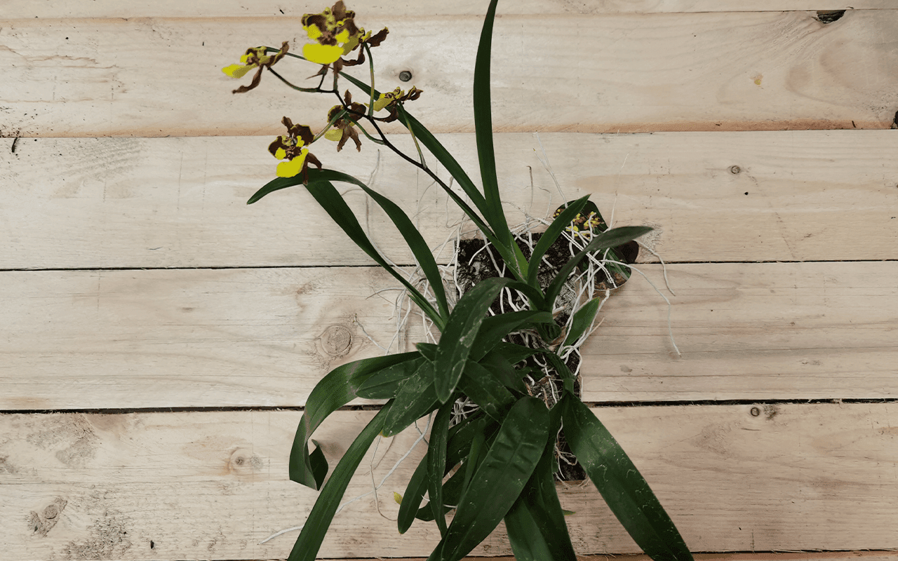 Oncidium croesus - Image 3
