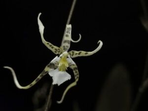 A tropical Orchids Portugal é especialista em Oncidium phymatochilum