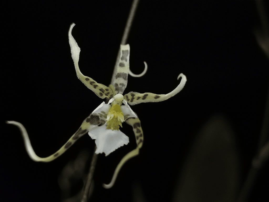 A tropical Orchids Portugal é especialista em Oncidium phymatochilum