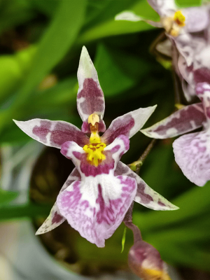 Oncidium Titanium Treasure Pink