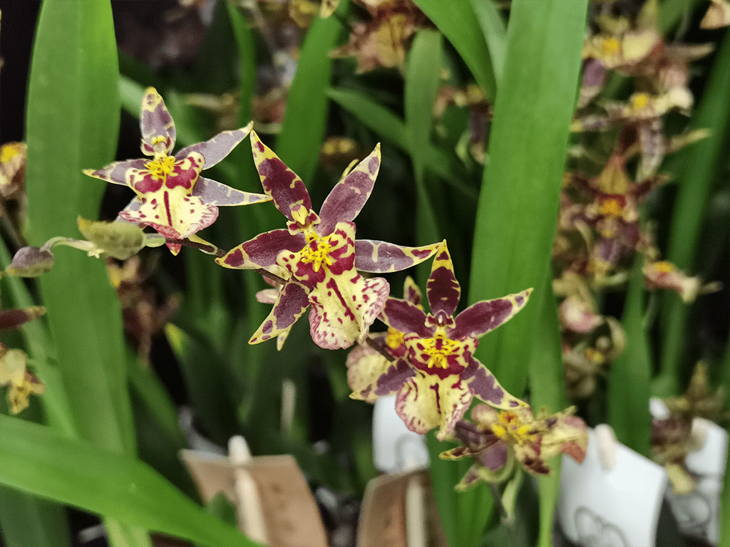 Oncidium-titanium-treasure-yellow-01-1-1