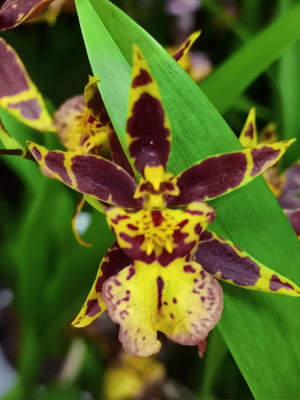 Oncidium Titanium Treasure Yellow
