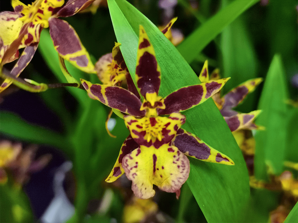 Oncidium-titanium-treasure-yellow-02-1-1