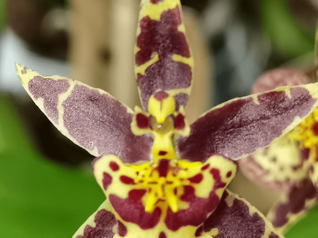 Oncidium-titanium-treasure-yellow-1-1
