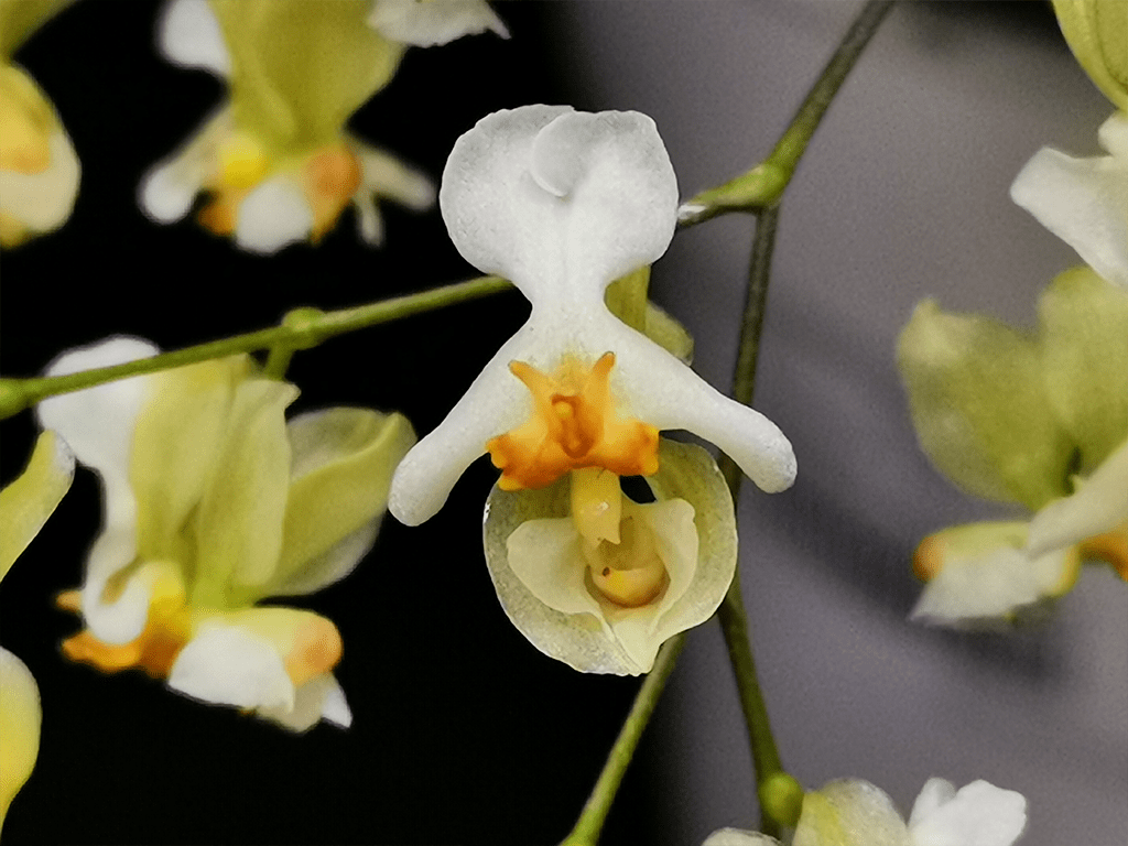 Oncidium-twinkle-01-1-1