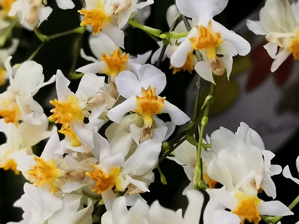 Oncidium-twinkle-02-1-1