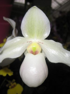 Paphiopedilum Deperle