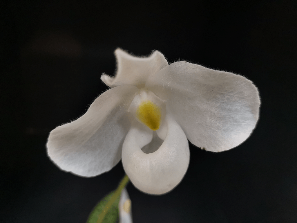 Paphiopedilum-delenatii-alba-01-1-1