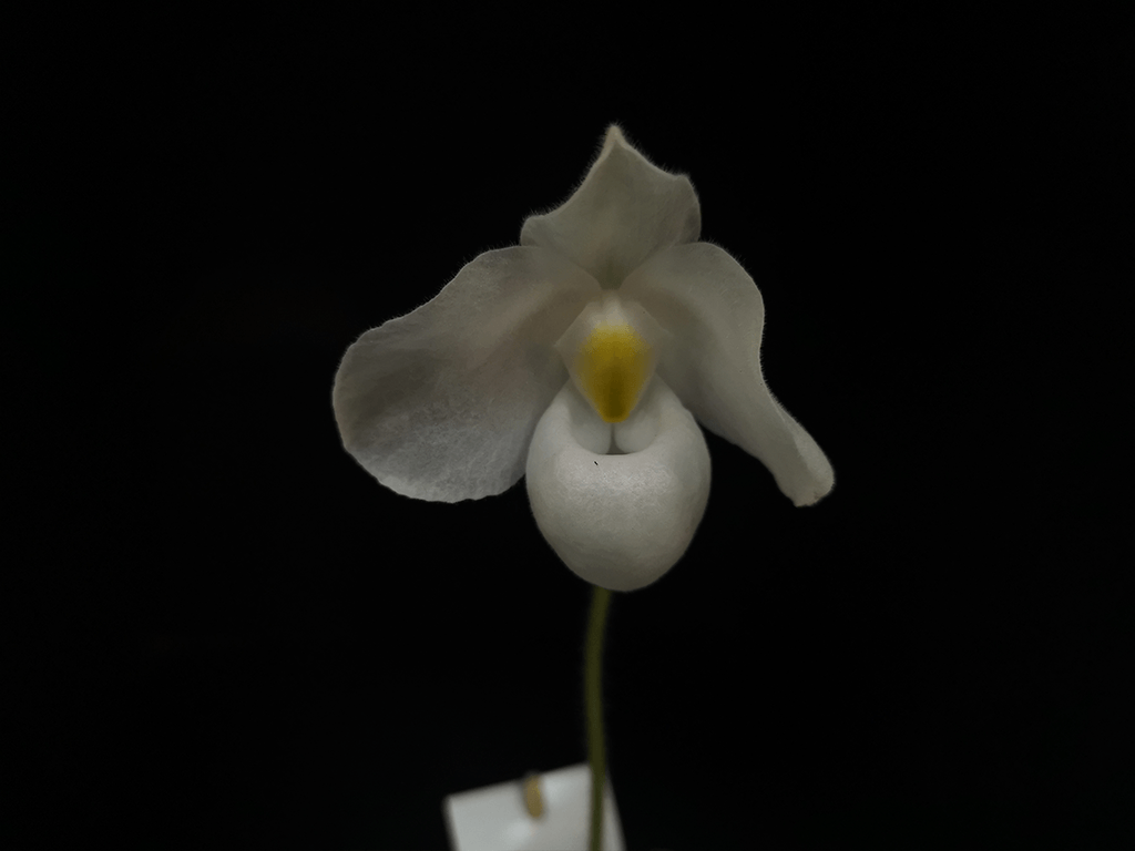 Paphiopedilum-delenatii-alba-02-1-1