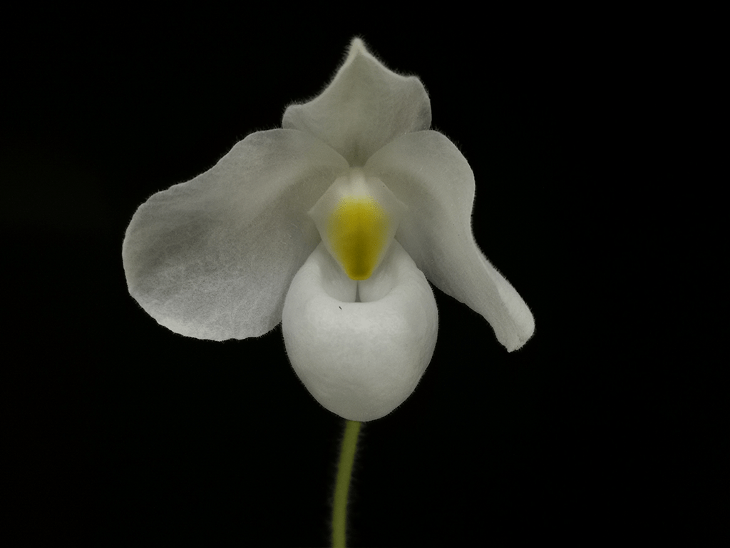 Paphiopedilum-delenatii-alba-03-1-1