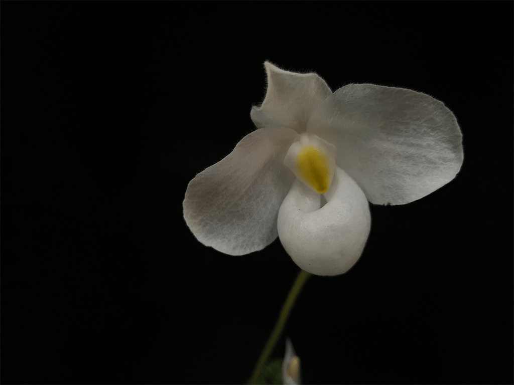 Paphiopedilum-delenatii-alba-1-1