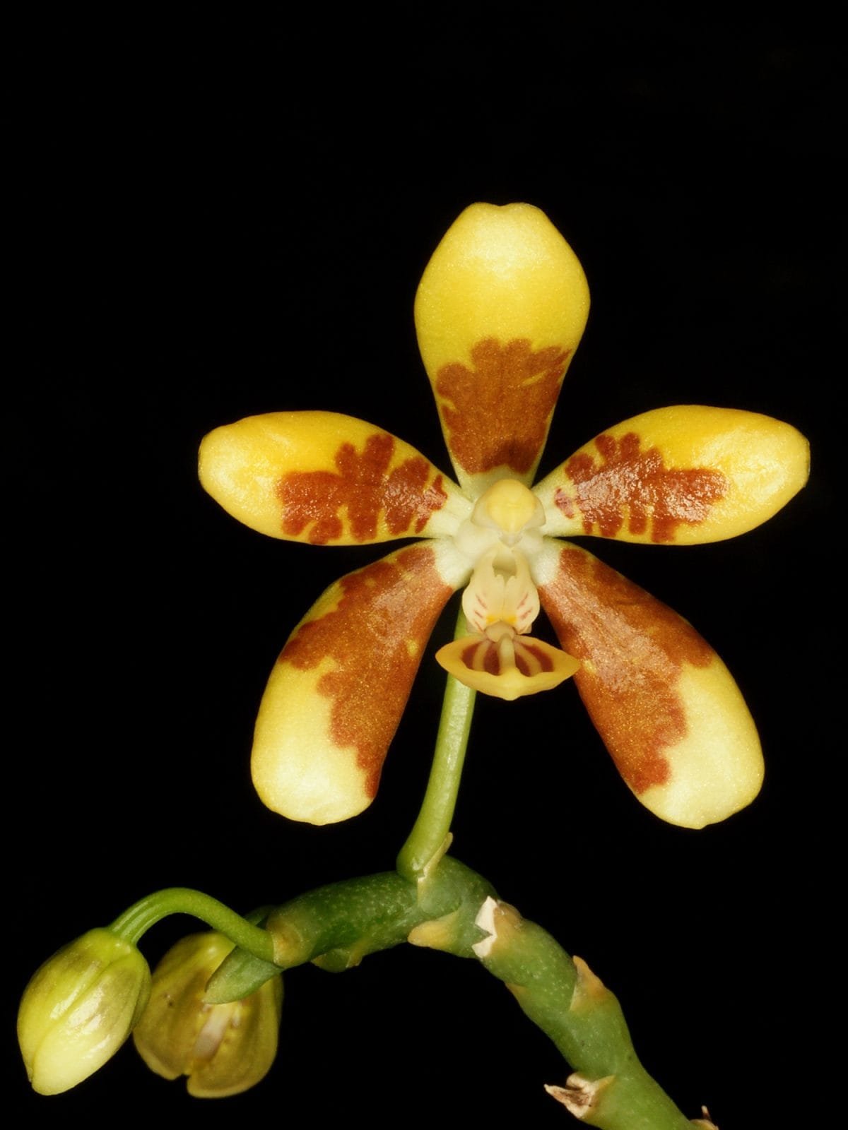 Phalaenopsis fuscata