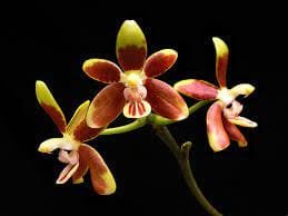 Phalaenopsis fuscata - Image 2