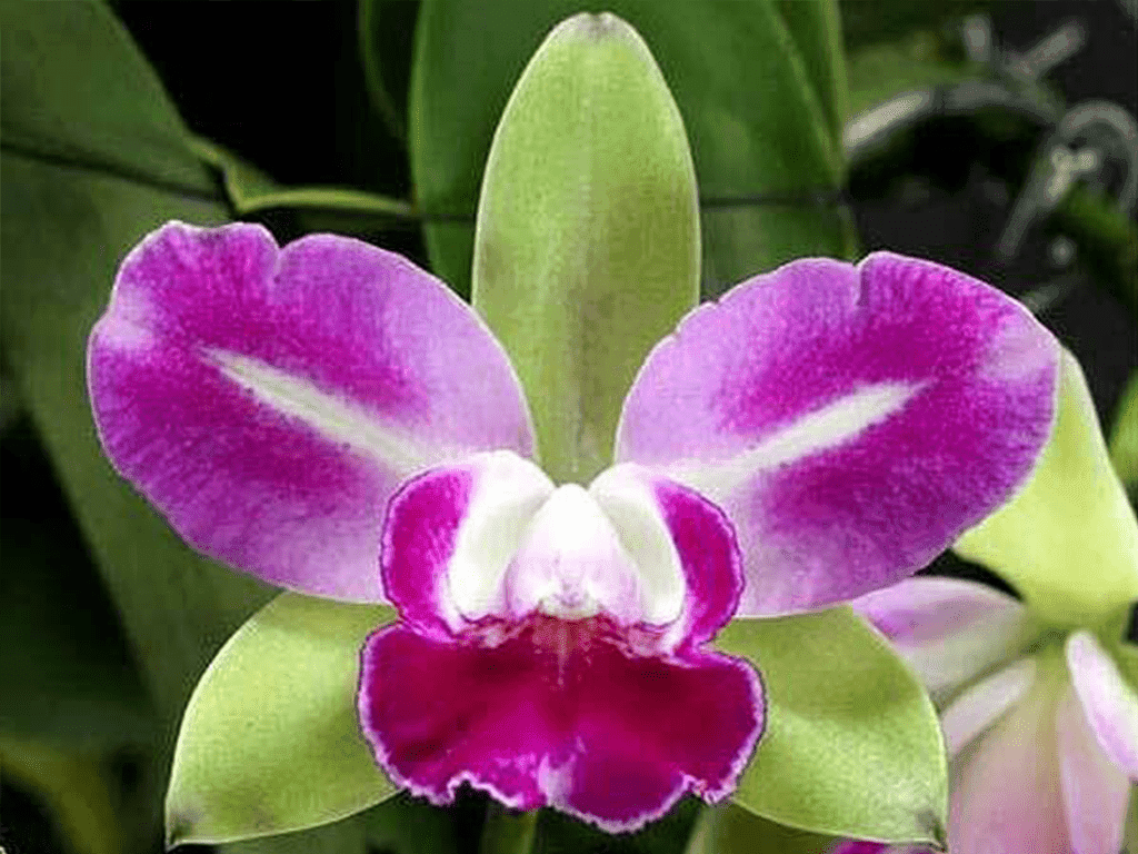 Rlc. Village Chief North ‘Green Genius’