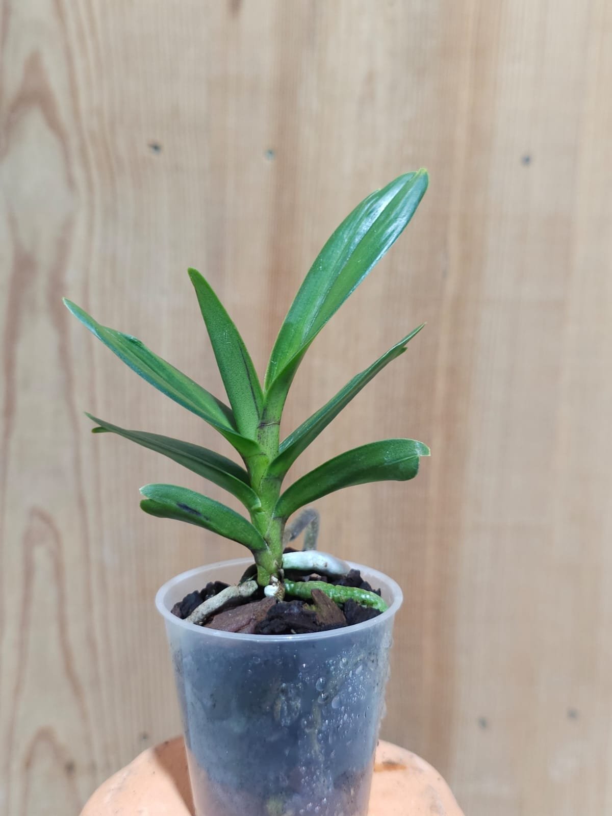 Renanthera kalsom - Image 2