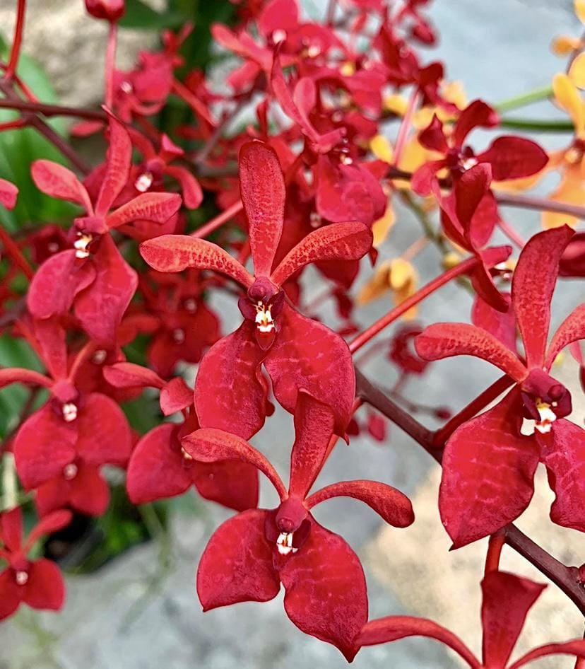 Renanthera kalsom