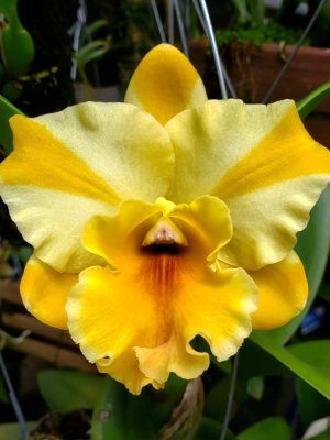 Rhyncattleanthe Nell Hammer ‘Exotic Spark’
