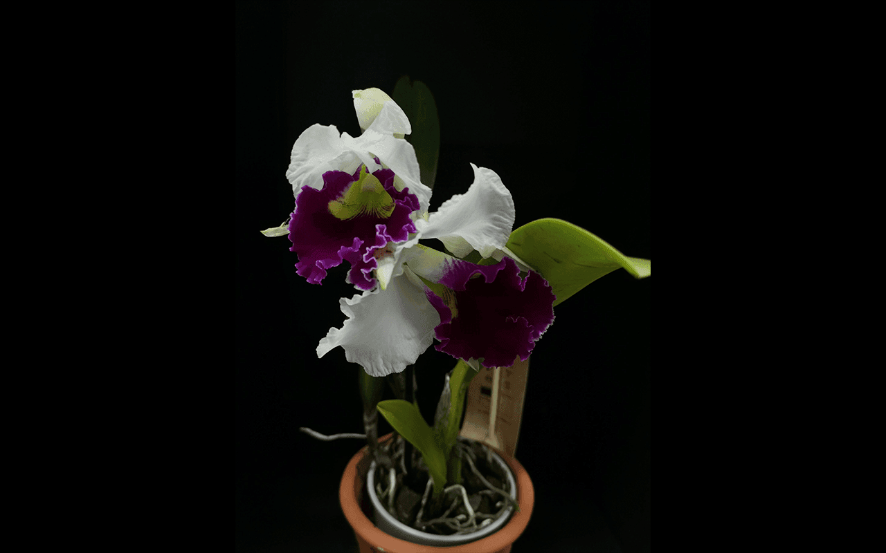 Rlc. Chyong Guu Sawn - Image 2