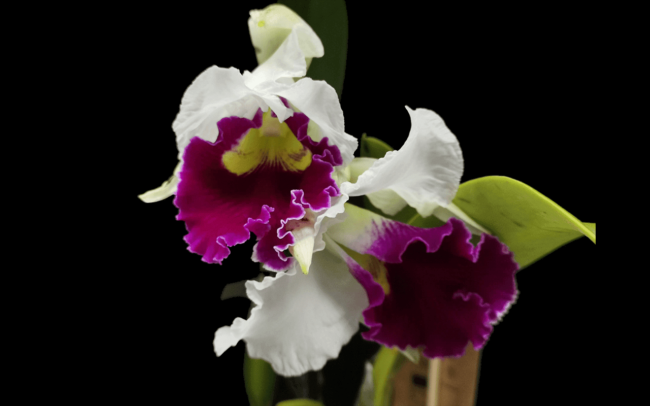 Rlc. Chyong Guu Sawn