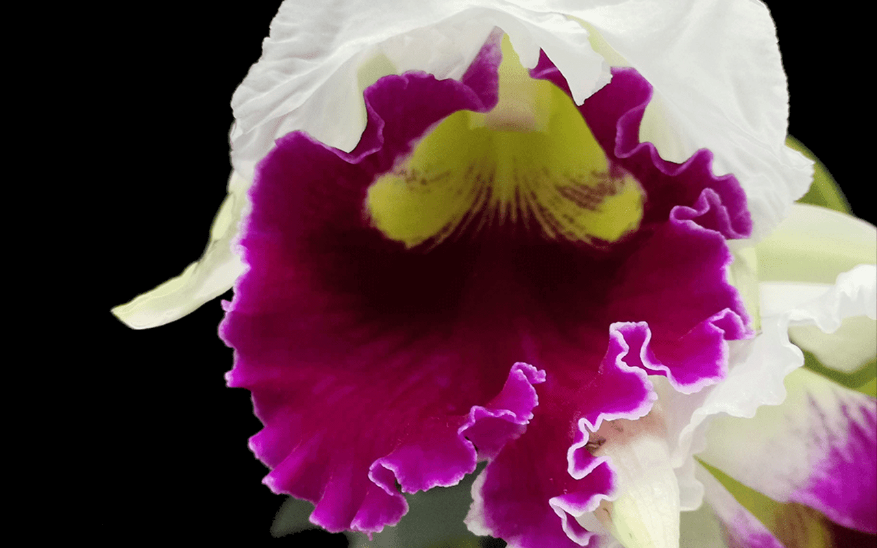 Rlc. Chyong Guu Sawn - Image 3