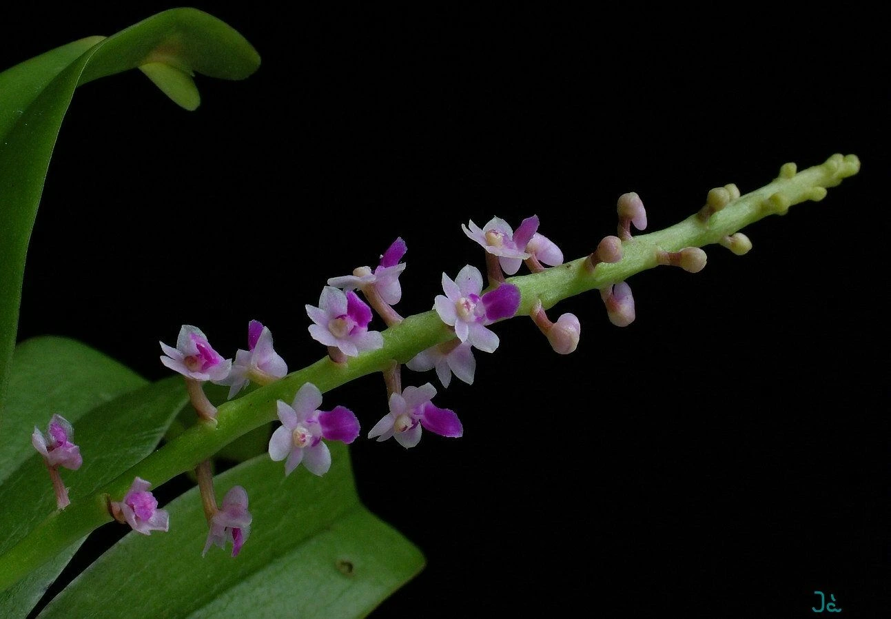 Smitinandia micrantha 02