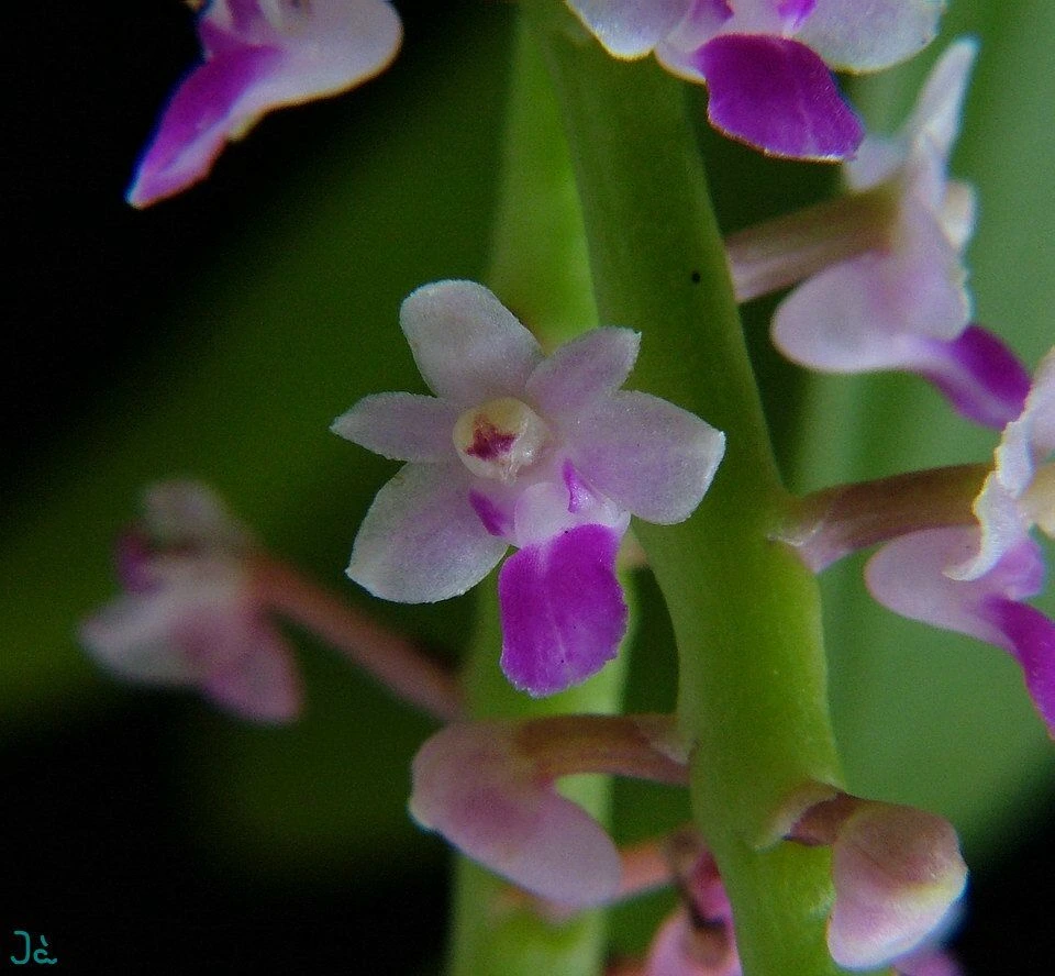 Smitinandia micrantha