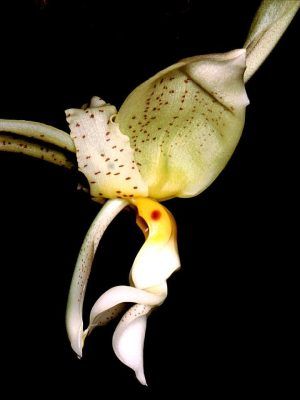 Stanhopea ruckeri