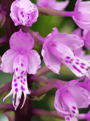 Stenoglottis longifolia
