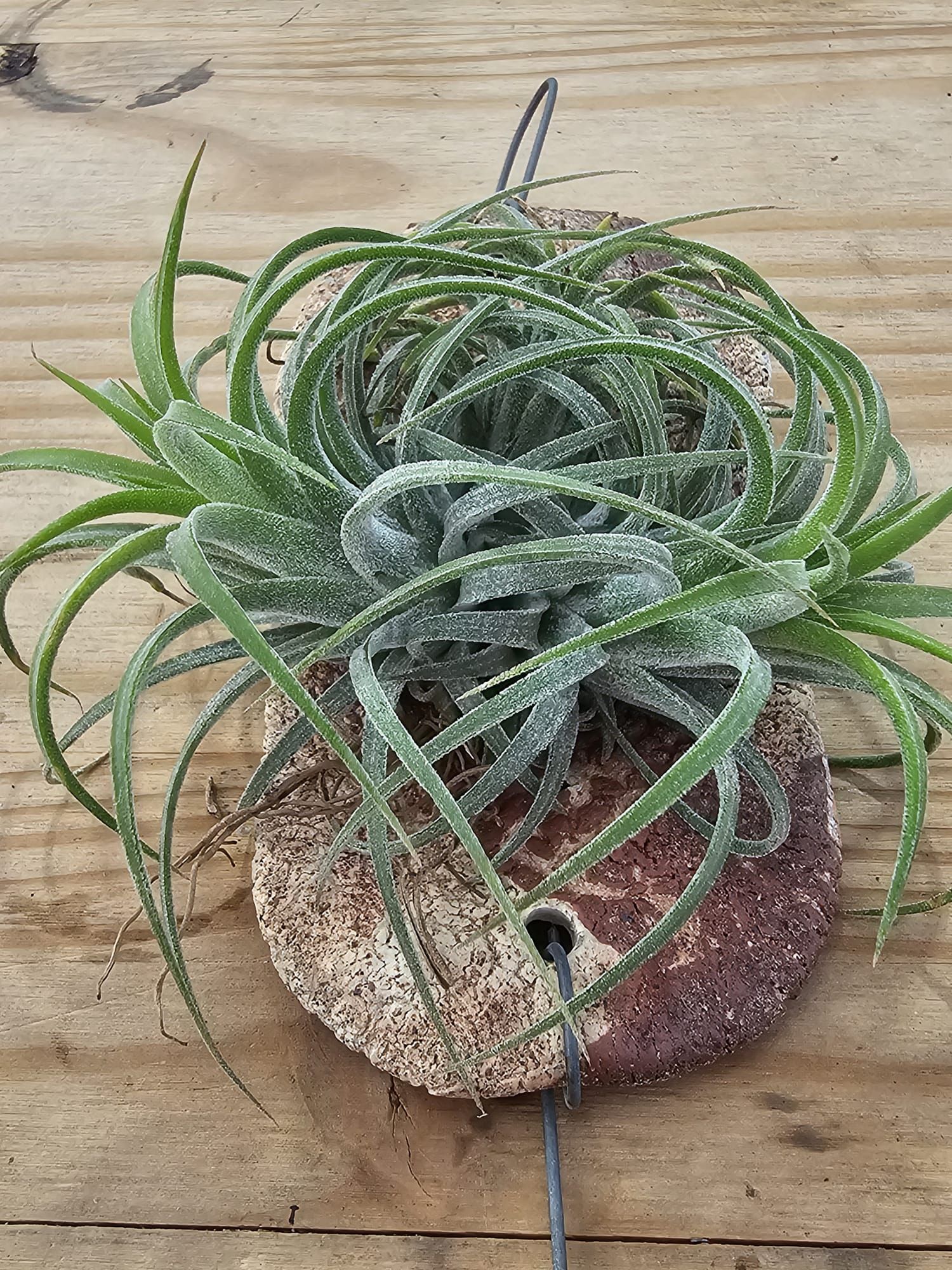 Tillandsia ionantha Magic Balls - Tropical Orchids Portugal