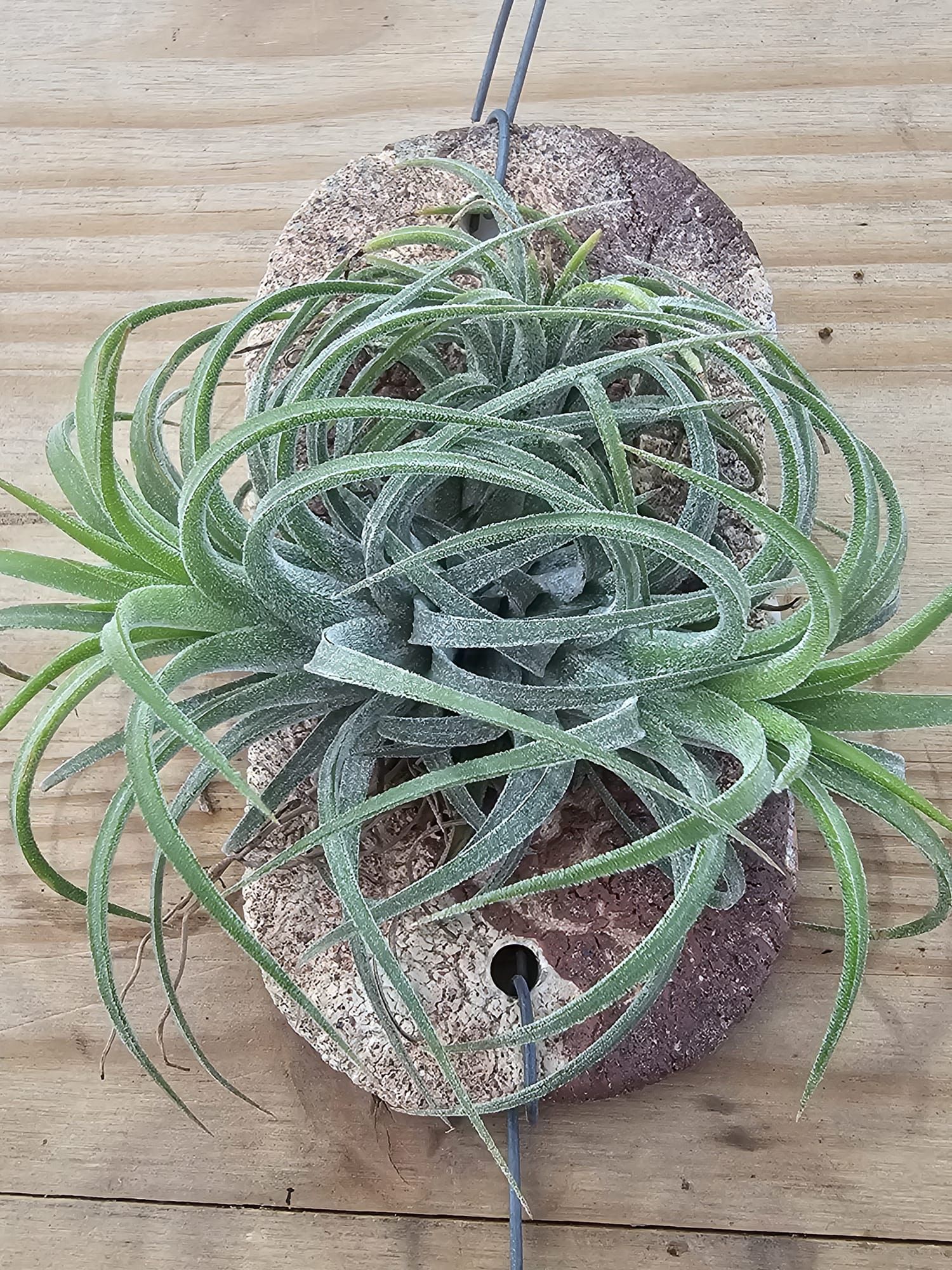 Tillandsia ionantha Magic Balls - Tropical Orchids Portugal