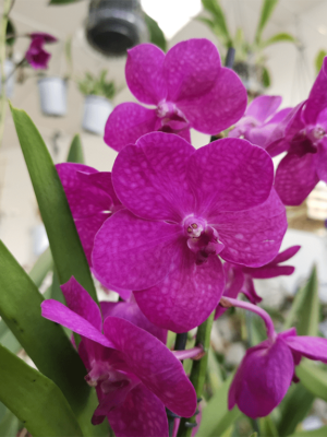 Vanda Tayanee® Cerise en argile Pot