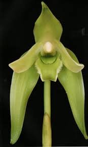 Sudermerlycaste gigantea - Image 2