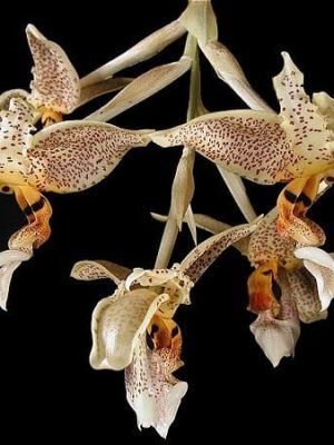 Stanhopea oculata