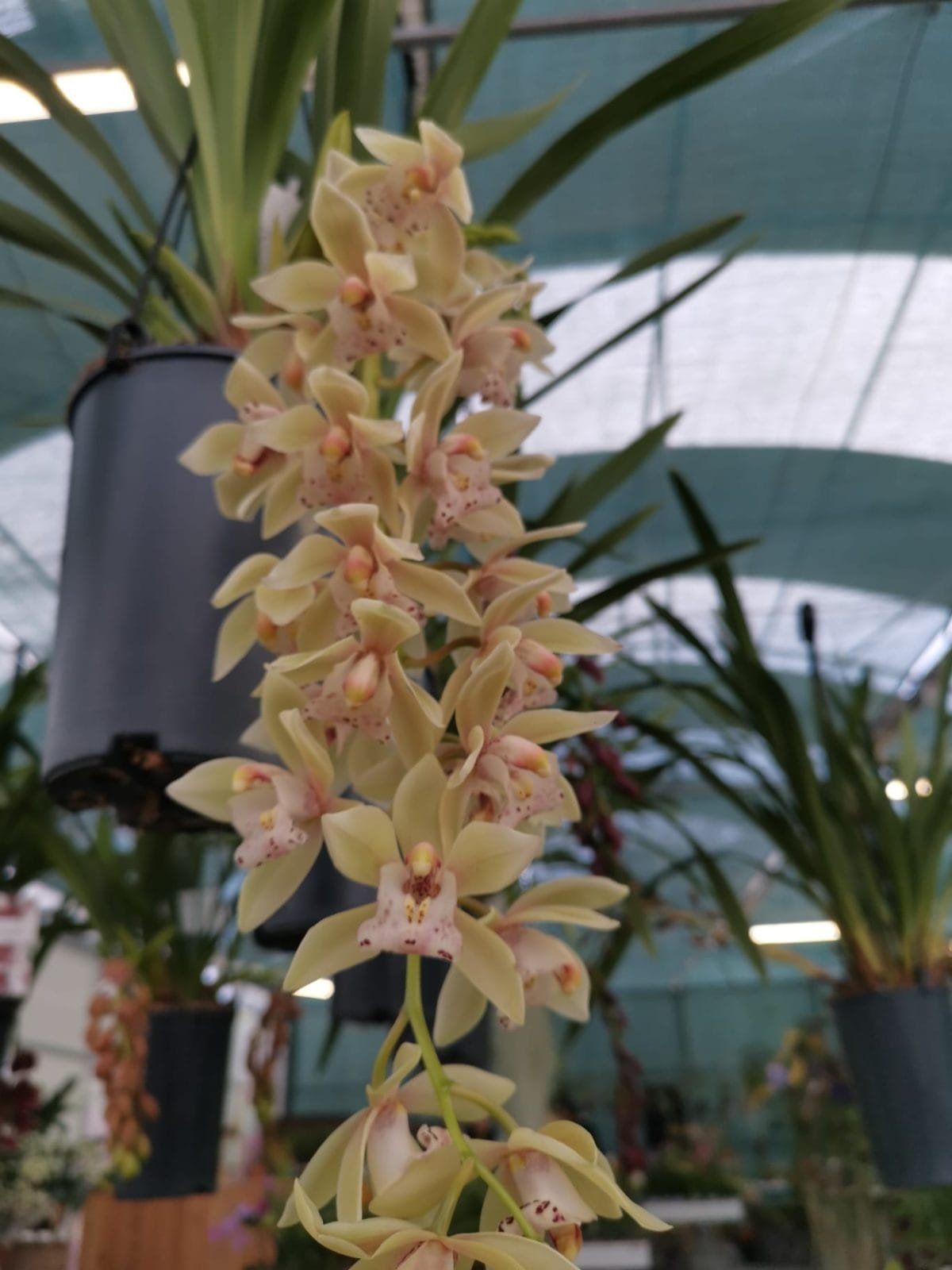 Cymbidium Usko - Image 2