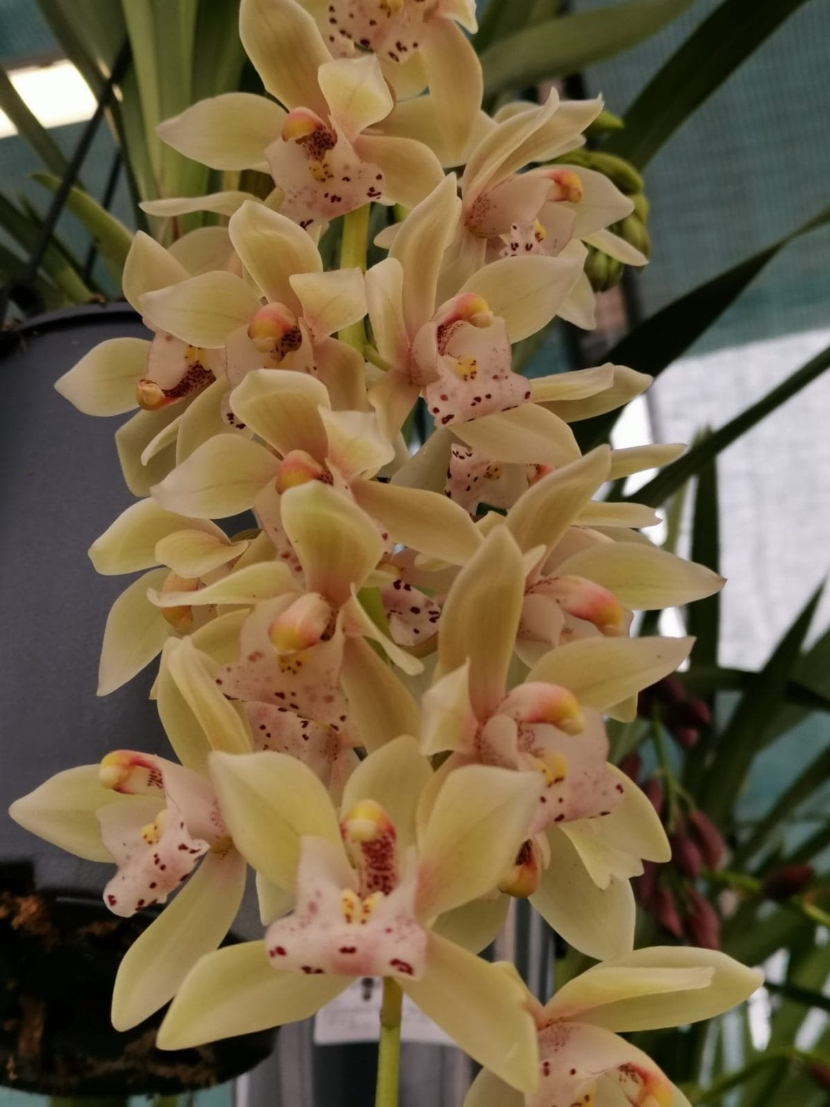 Cymbidium Usko - Image 3