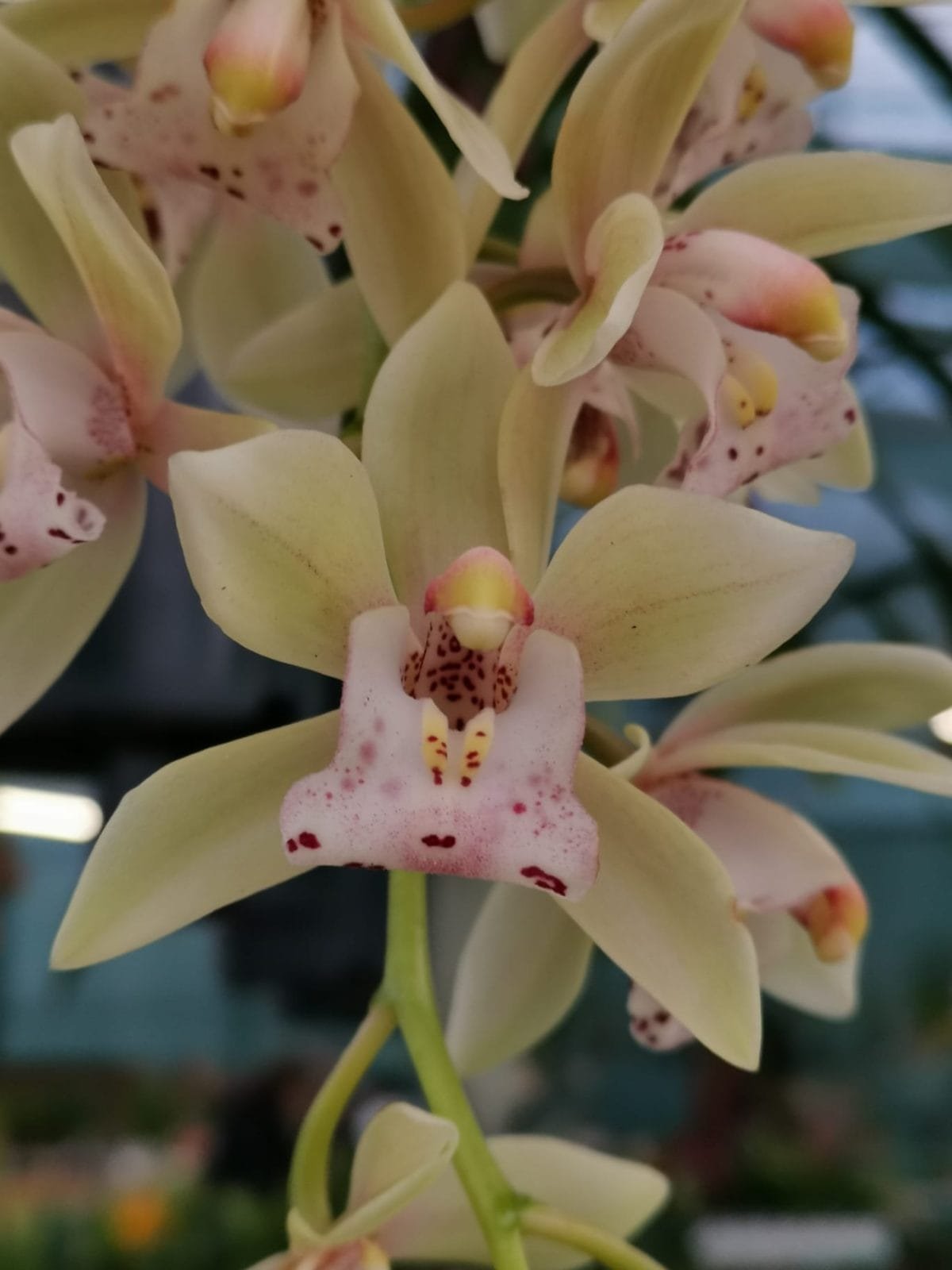 Cymbidium Usko