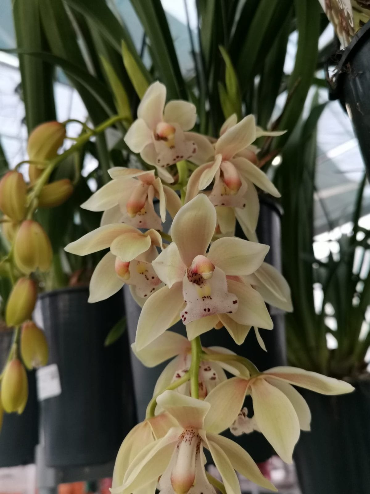 Cymbidium Usko - Image 4