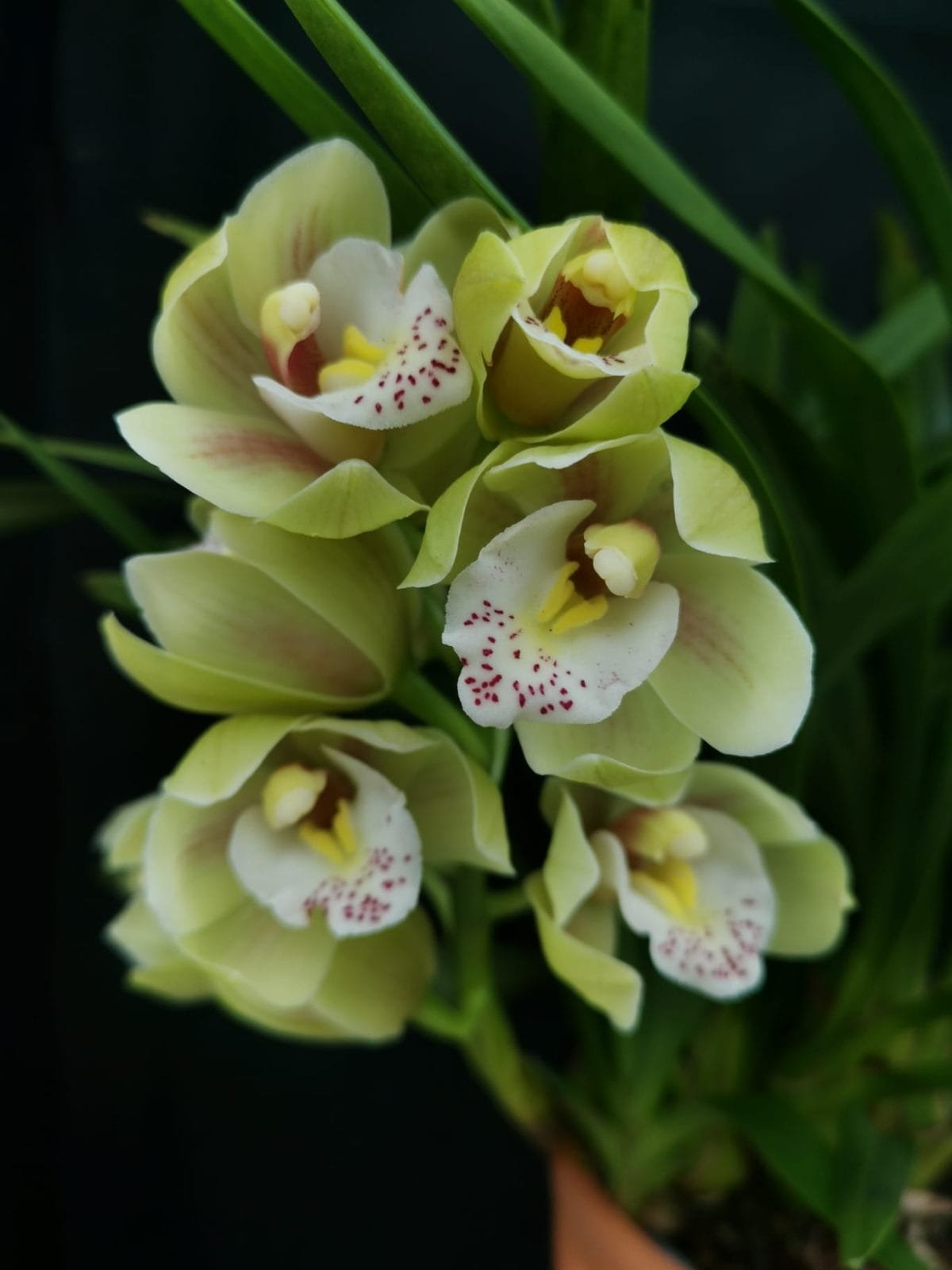 Cymbidium Vivid Green - Imagen 2