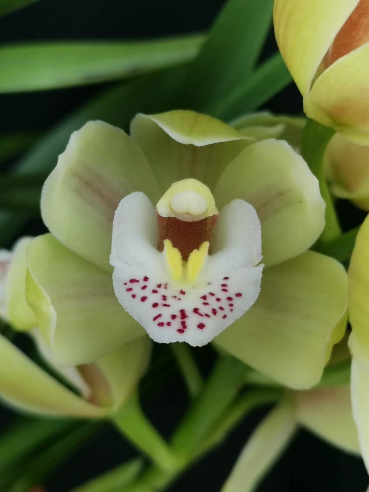 Cymbidium Vivid Green
