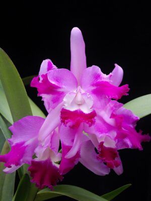 Cattleya Suavior 'Aquinii'