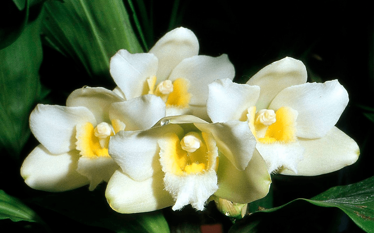 bifrenaria-harrisoniae-alba-01-1-1